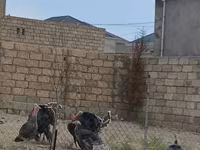 Turkeys — foto 2