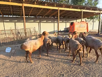 母羊, Sheep — 照片 5