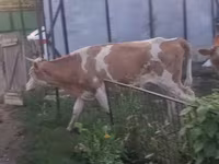 Уй, Симментал тукуму — сүрөт 2