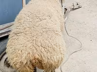 Kambing jantan, Sheep — foto 2