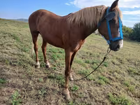 母马, Horses — 照片 3