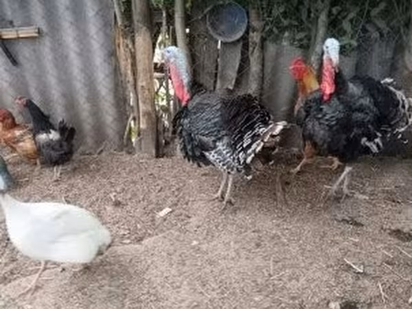 Turkeys — Hungary