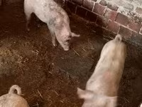 Pigs (batch, sex not specified), Pigs — photo 3