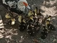 Ducks — 写真 1