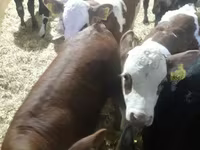 Kvæg (parti, køn ikke angivet), Simmental cattle — foto 6
