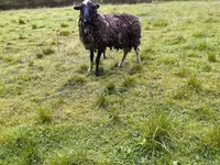 نعجة, Romanov sheep — الصورة 6