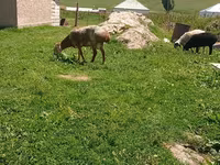 แกะตัวผู้, Arashan sheep — รูปภาพ 5