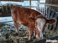 بقرة, Simmental cattle — الصورة 4