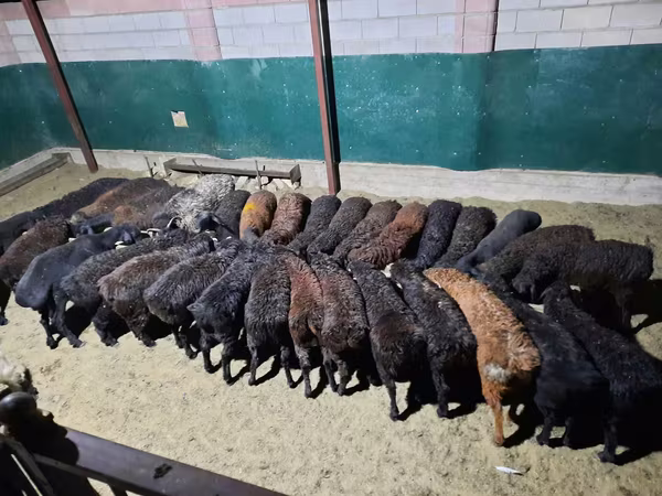 Kambing jantan, Sheep