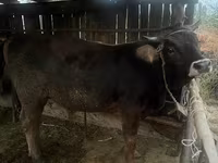 Tyre, Swiss cattle — foto 7