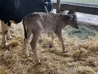 Ko, Holstein-race — foto 5