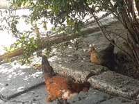 Bantam giapponese — foto 5