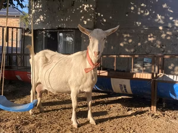 Nőstény kecske, Saanen goat