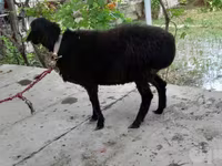 Kambing jantan, Sheep — foto 5