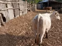 Үнээ, Charolais cattle — 2 зураг