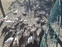 Turkeys — foto 4