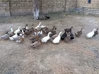 Německý pekin — foto 7