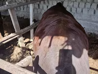 Býk, Red Estonian cattle — foto 1