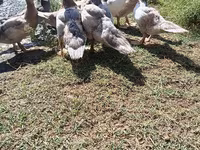 Ducks — foto 1