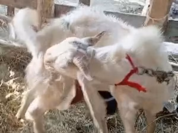 بز ماده, بز