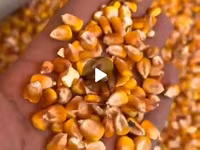 Кукуруза 🌽 курук таза. буудай таза курук адрес кара балта толка — عکس 3