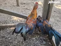 Bantam Jepun — foto 5