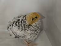 Quails — ảnh 5