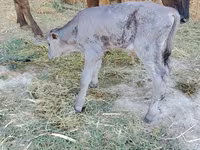 วัวตัวเมีย, Swiss cattle — รูปภาพ 1