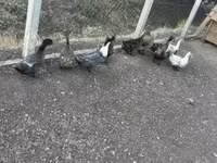 Ducks — fotografija 2