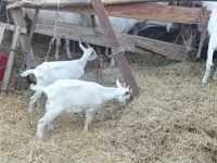 Kambing betina, Saanen goat — foto 2