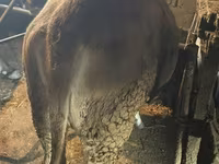 Krava, Swiss cattle — foto 1
