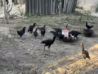 Chickens — รูปภาพ 1