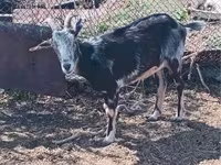 Koza, Alpine goat — fotografija 2