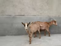 Kambing betina, Alpine goat — foto 6