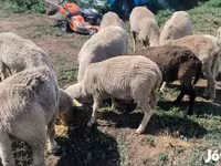 Berbec, Merino sheep — foto 6
