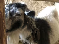 بز ماده, بز — عکس 6