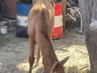 Hingst, Heste — foto 6