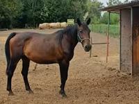 Klisna, Nonius horse — foto 1