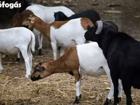Ovca, Cameroon sheep — fotografija 3