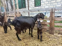 Capra, Damask goat — foto 1