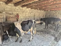 Býk, Russian Black pied cattle — foto 1