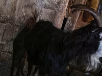 Ямаа, Kamori goats — 3 зураг