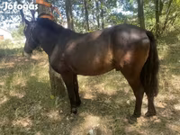 Kuda jantan, Indian half-bred — foto 1