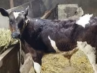 Bull, Simmental cattle — photo 2