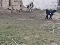 Koza, Kozy — zdjęcie 2