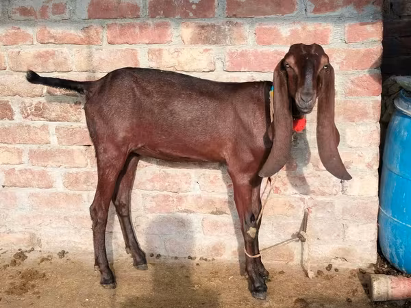 Ziege, Najdi goat