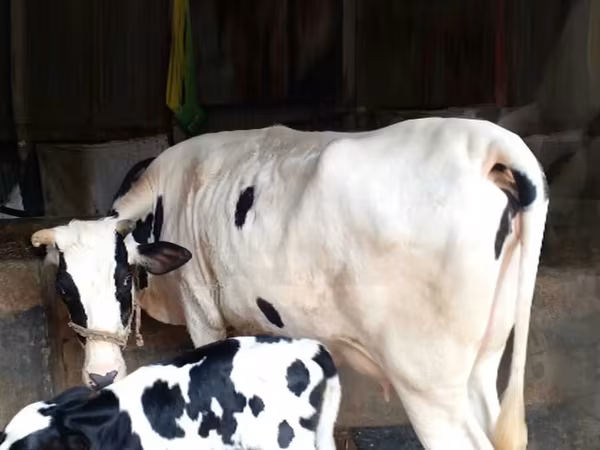 Cow, Holstein breed — Bangladesh
