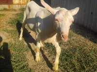 Ged, Beetal goats — foto 4
