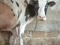 Βοοειδή (παρτίδα, φύλο μη καθορισμένο), Russian Black pied cattle — φωτογραφία 2