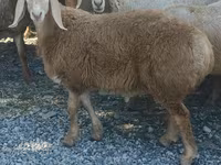 Beran, Arashan sheep — foto 5